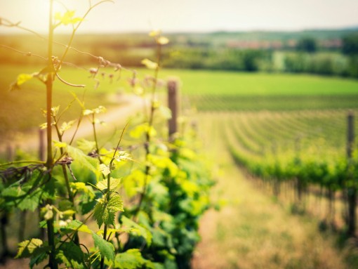 O ALGARVE, LAGOS E O VINHO “OS VINHOS NA HISTÓRIA E NA PAISAGEM DE LAGOS”, por Artur de Jesus e Roberto Leandro