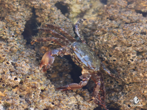 Lagos associa-se à Semana de Educação e Iniciativas de Voluntariado Ambiental – SEIVA 2021