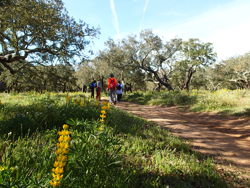 “Esperança” serve de mote para o “Barão de São João – Walk & Art Fest” 2020