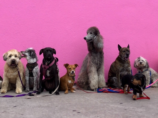 Campanha de vacinação e identificação eletrónica de cães até 29 de dezembro