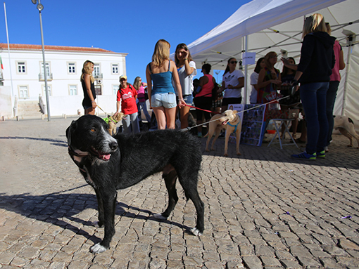 Visita Solidária ao Zoo de Lagos e “Cãominhada” assinalam Dia Mundial do Animal