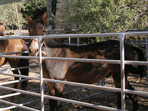 REGULAMENTO MUNICIPAL SOBRE EQUÍDEOS VAI SER ALTERADO