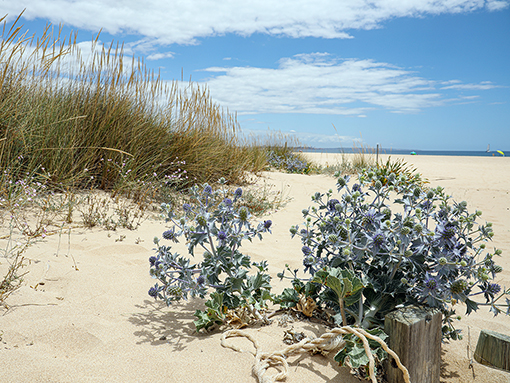 LAGOS AVANÇA: com a Reabilitação e Recuperação do Cordão Dunar da Meia Praia