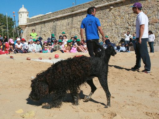 Meeting Internacional de Cão de Água Português volta a realizar-se em Lagos