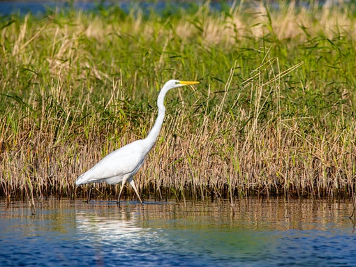Município de Lagos e RIAS juntos na recuperação de animais selvagens