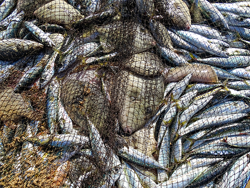 Câmara Municipal de Lagos apoia Associação de Pesca Artesanal do Barlavento