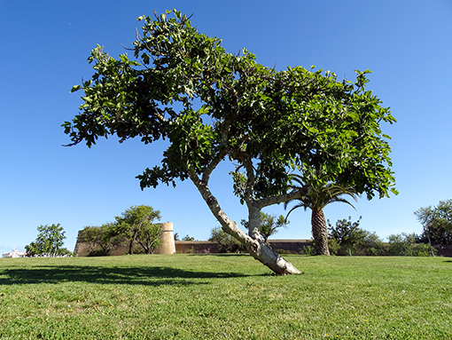 Lagos celebra Dia Mundial da Árvore