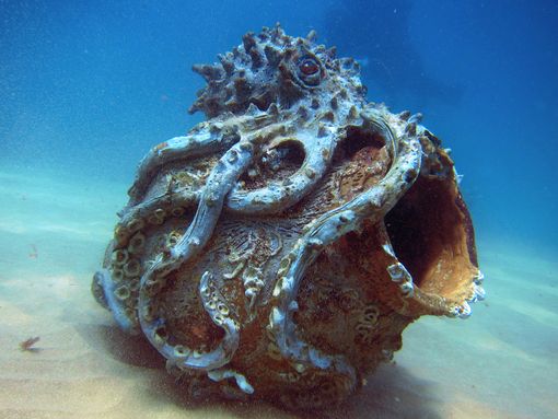 Exposição “Século dos Mares” vai encantar Forte Ponta da Bandeira com imaginário ligado aos oceanos