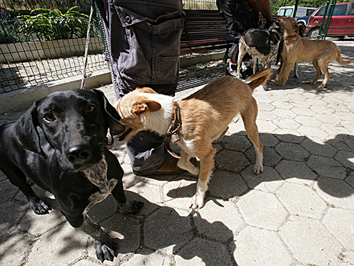 Lagos reforça apoios para a proteção de animais