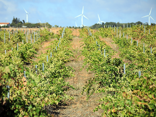 Centro Cultural de Lagos recebeu XII Concurso de Vinhos do Algarve 2019