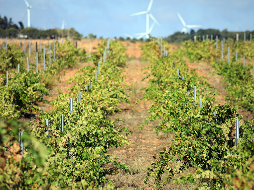 Lagos vai aderir à Associação de Municípios Portugueses do Vinho