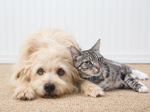 Município de Lagos promove nova campanha de esterilização de animais de companhia