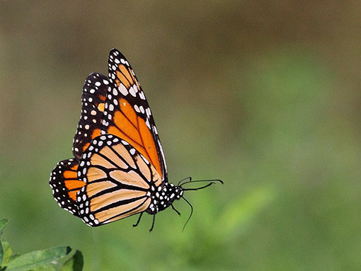 Semana do Ambiente e dos Oceanos assinalada pela Câmara Municipal de Lagos