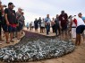 Arte Xávega da Meia Praia ganhou nova vida